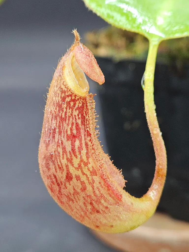 Nepenthes [(Maxima x Boschiana) x Veitchii] x lvbvmv