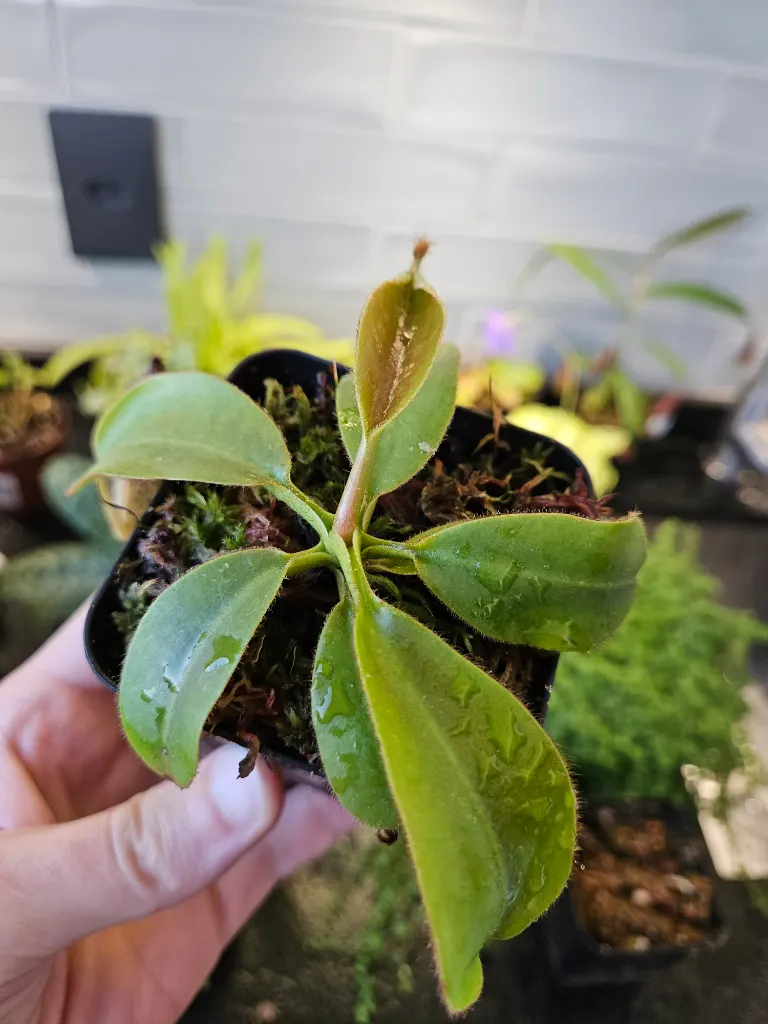 Veitchii Bario x Veitchii Candy Red