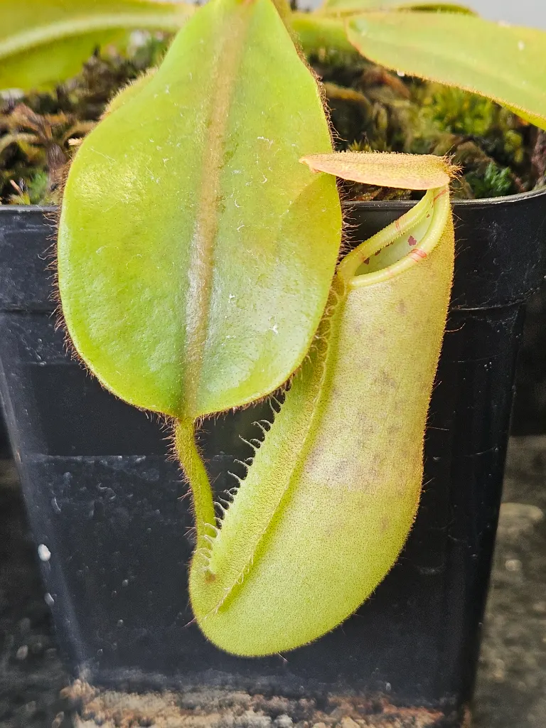 Veitchii Bario x Veitchii Candy Red