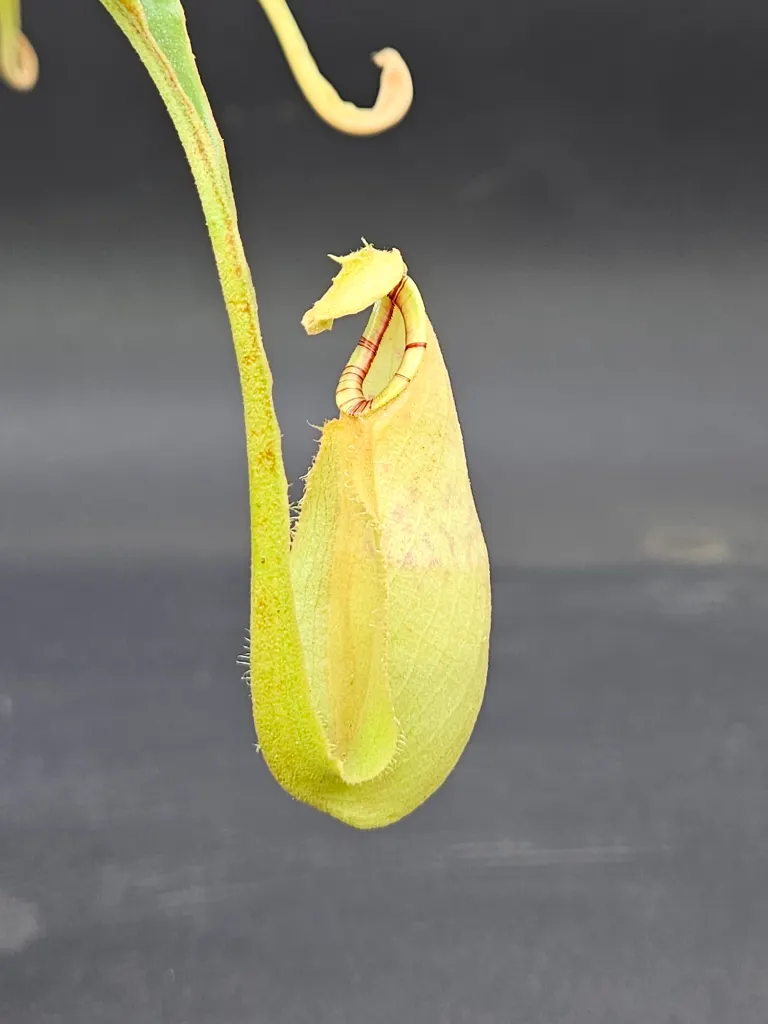 Nepenthes Mirabilis Wing X Bicalcarata