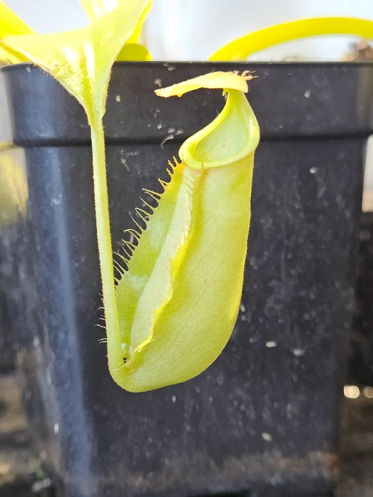 Nepenthes bicalcarata