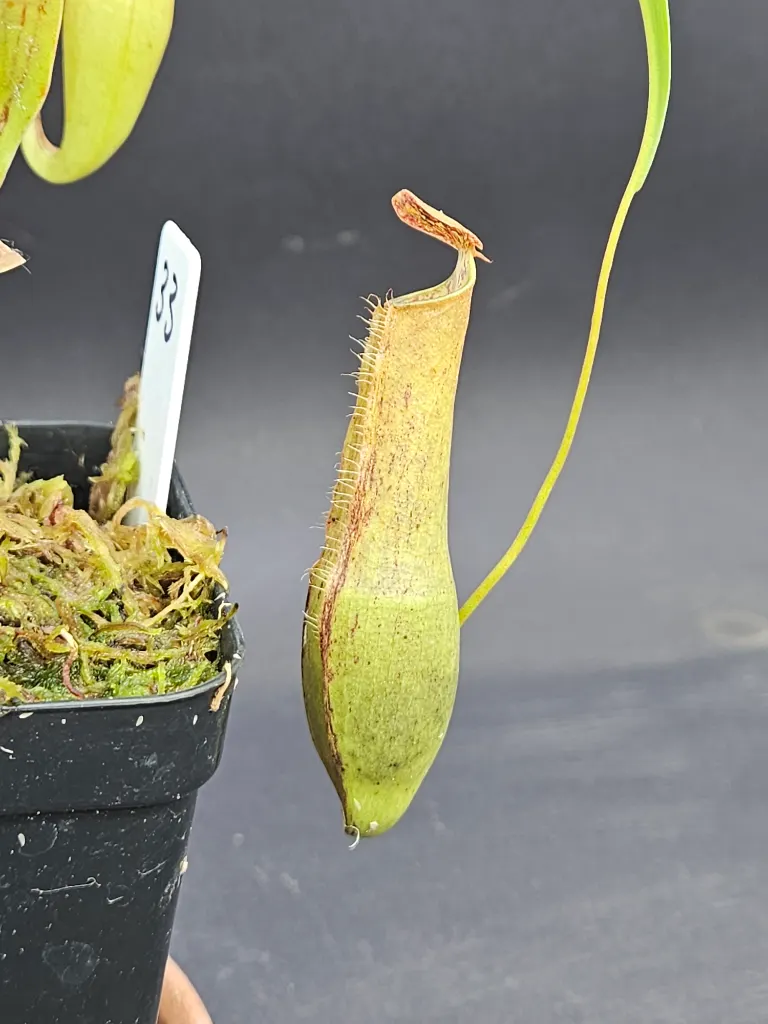 Nepenthes Gracilis Black x Gracilis Squat - Planta carnívora