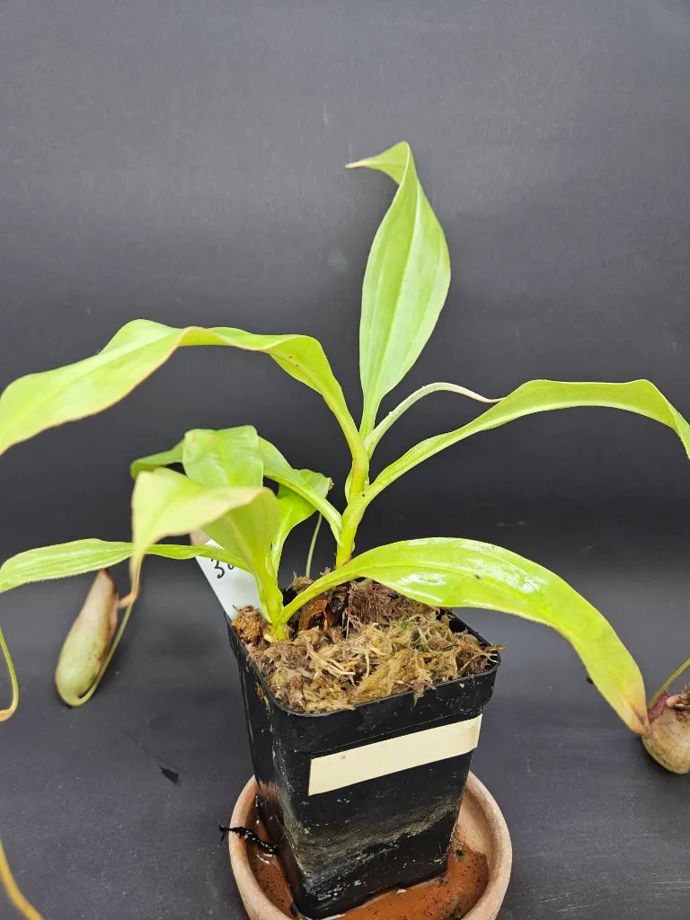 Nepenthes Mirabilis X (Viking X Miranda)