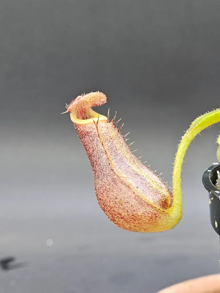 {(lowii x veitchii) x boschiana} x (boschiana x (truncata x campanulata)) x {(lowii x veitchii) x boschiana] x veitchii 'bario}