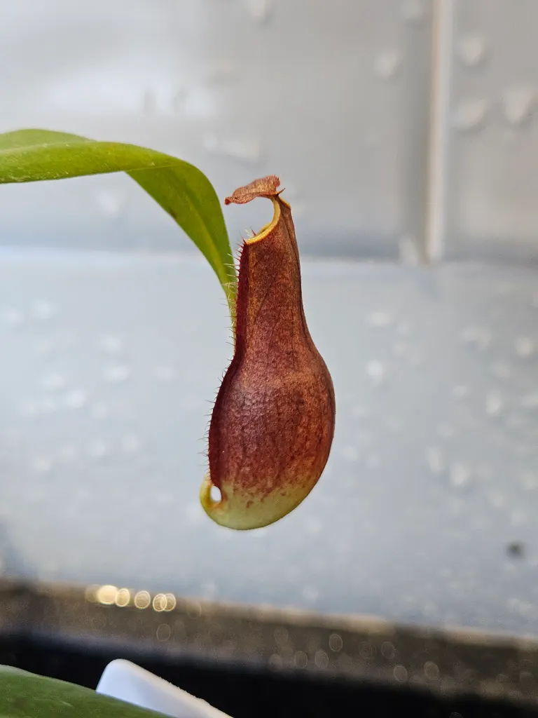 Nepenthes Gracilis Black