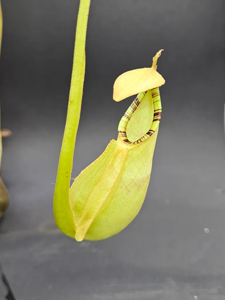 Nepenthes mirabilis wing X Bicalcarata