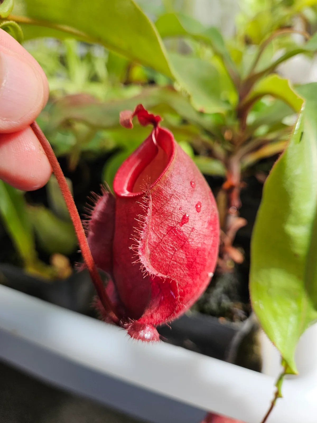 Nepenthes: cuidados básicos
