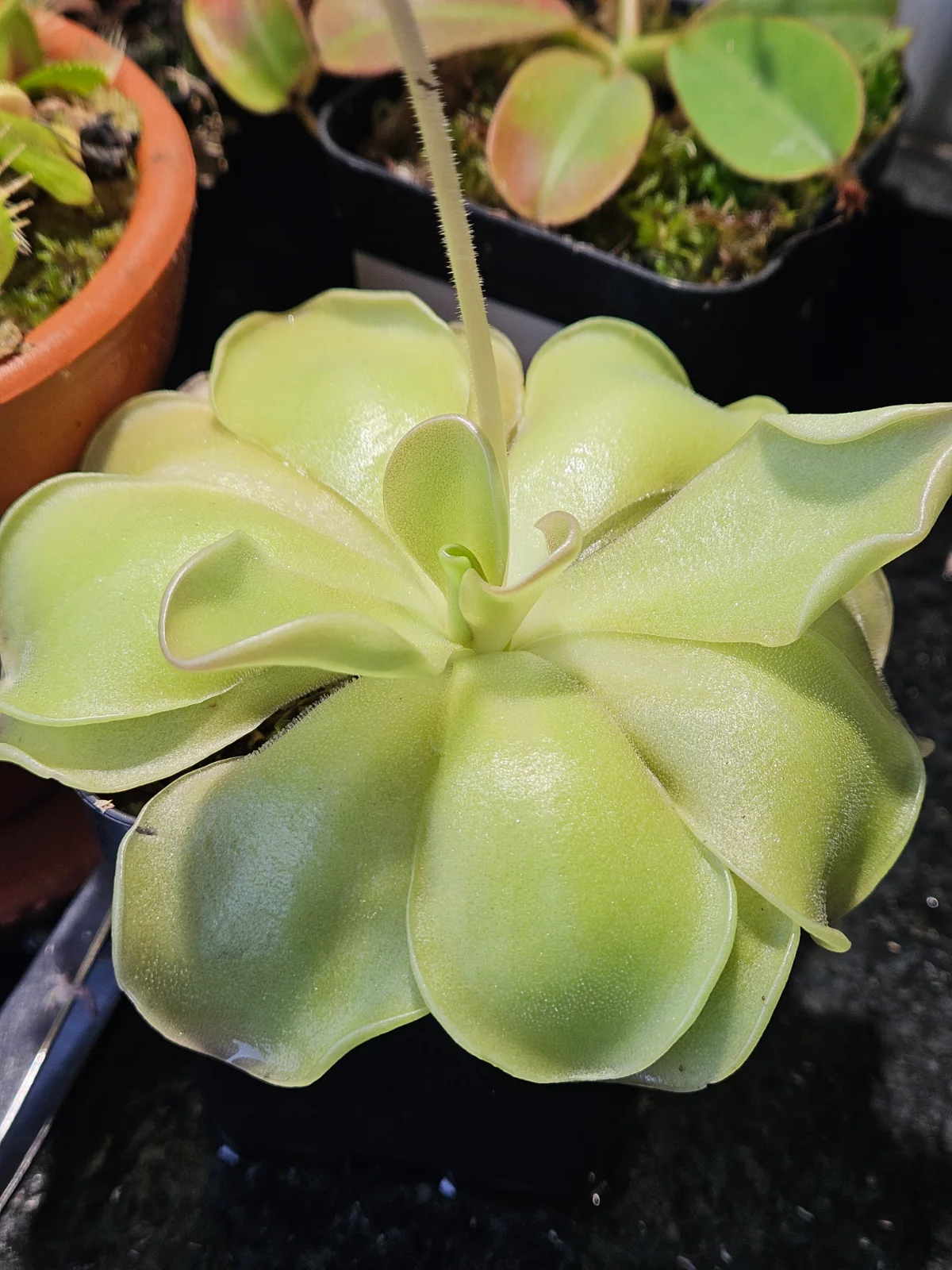 O que são plantas Carnívoras